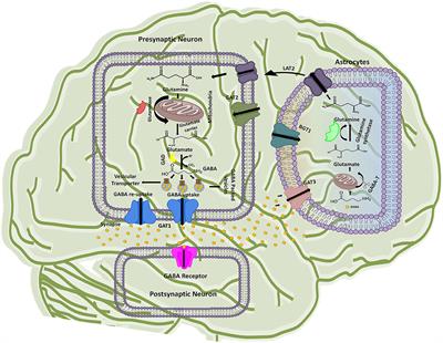 Structure, Function, and Modulation of γ-Aminobutyric Acid Transporter 1 (GAT1) in Neurological Disorders: A Pharmacoinformatic Prospective